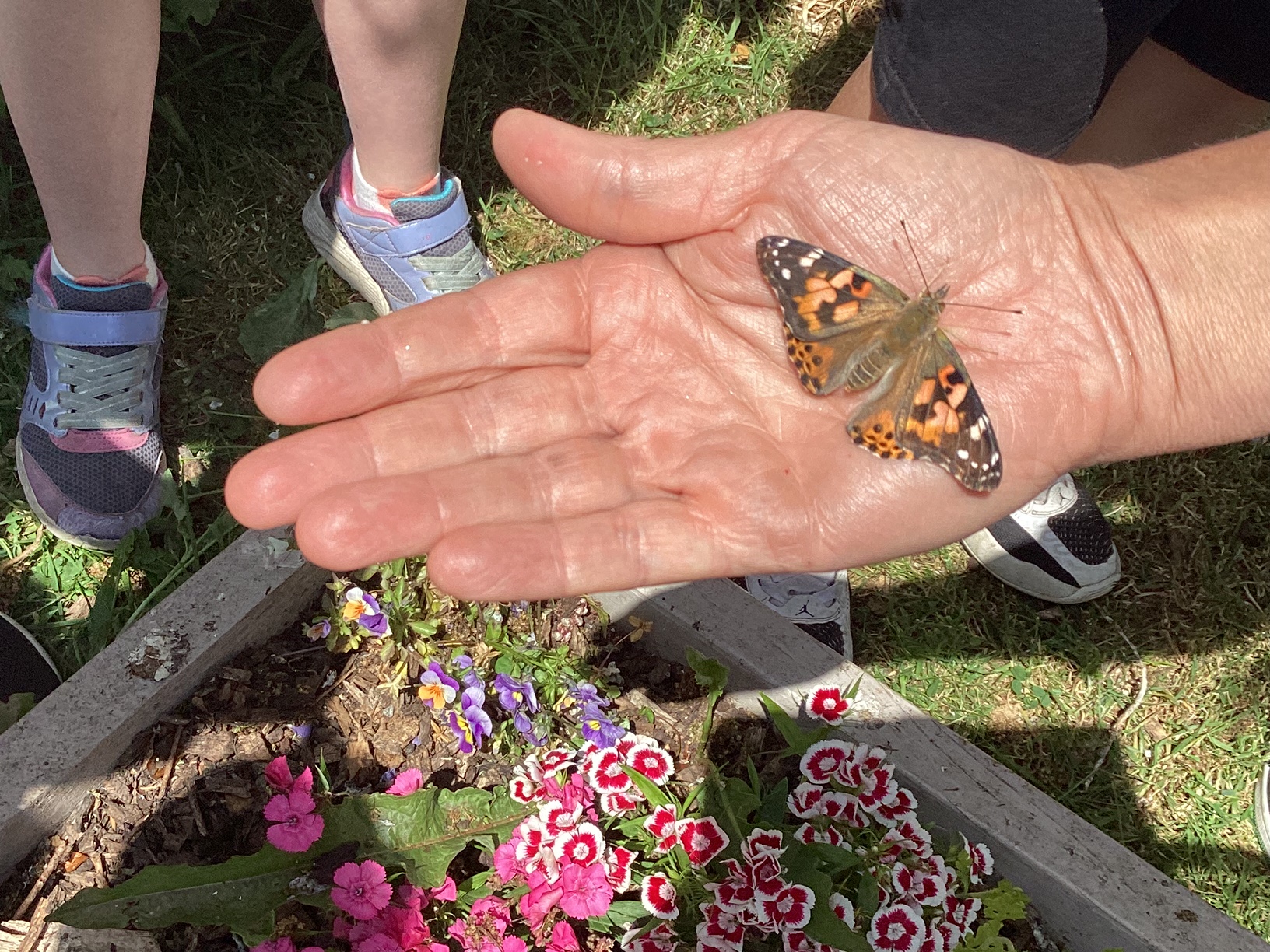 3rd Class Release Butterflies